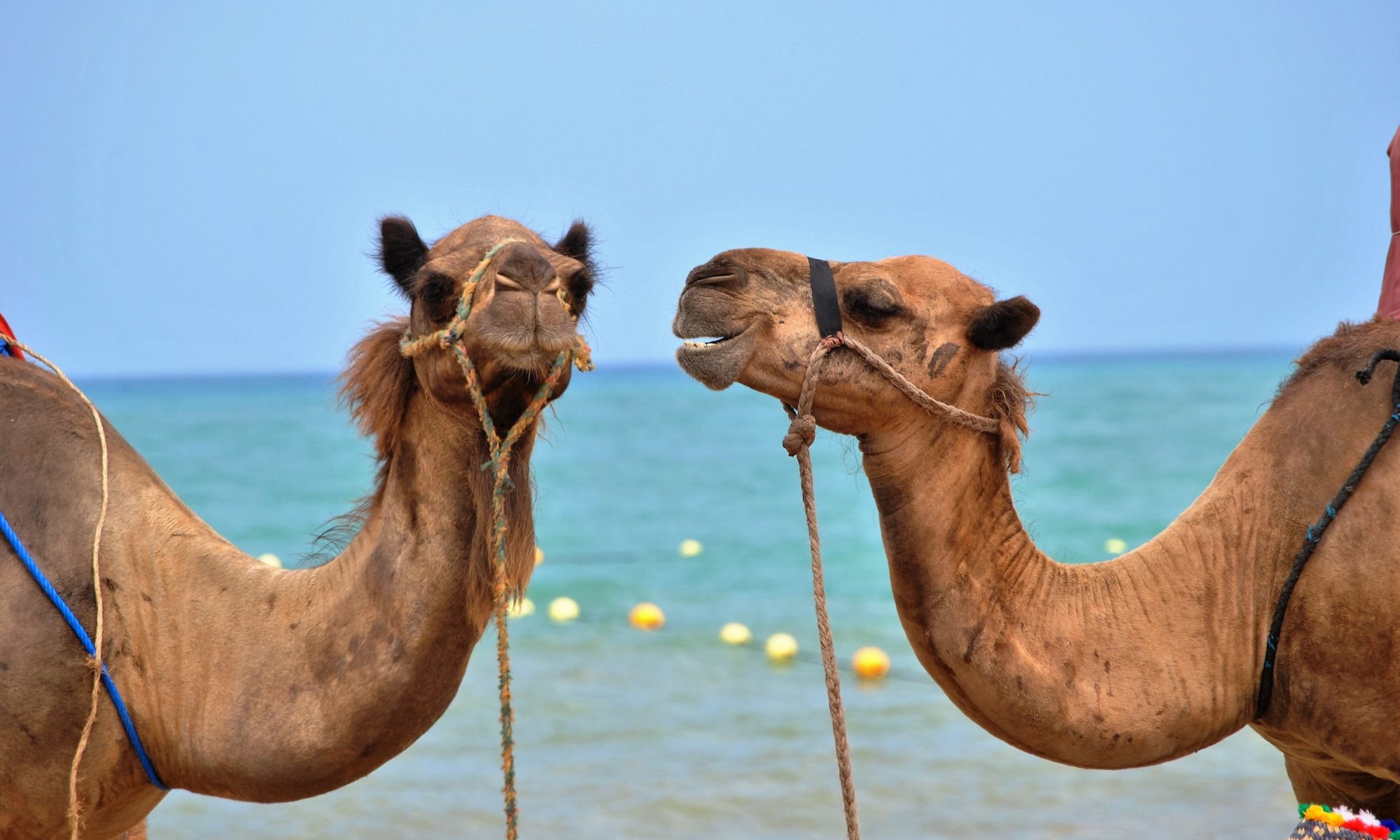 One camel staring at another camel, who is in existential distress